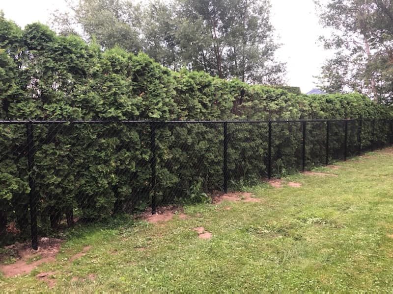 Une clГґture grillagГ©e noire entoure une haie verte luxuriante.